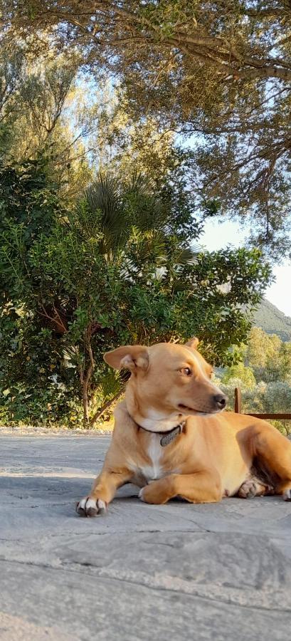 Agriturismo Palas De Serra Country Resort Onifai エクステリア 写真