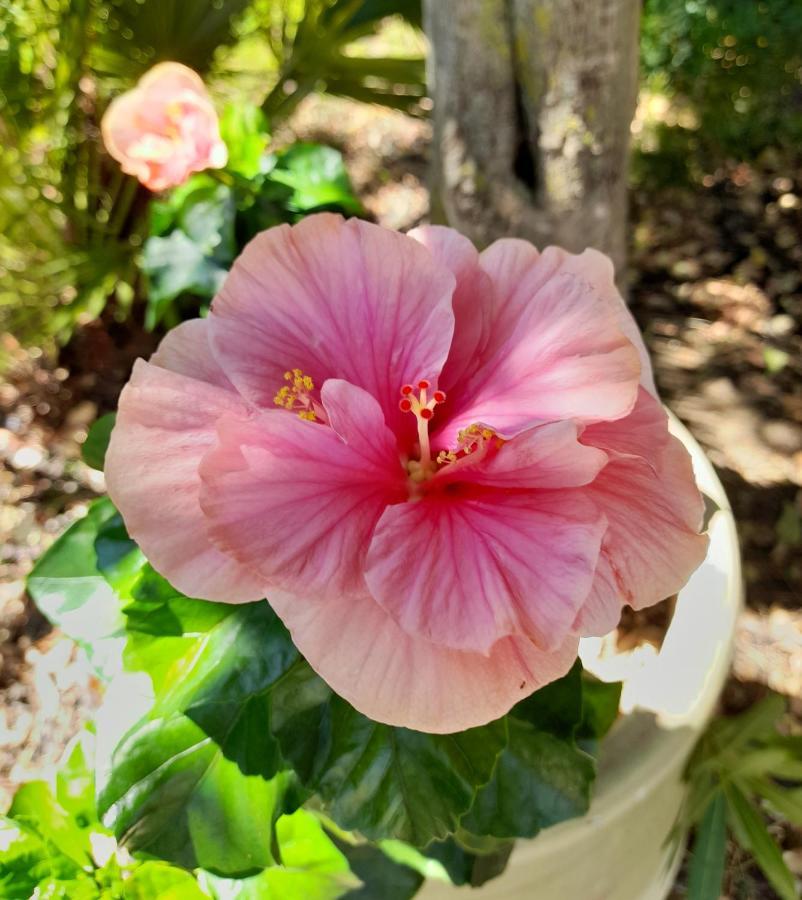Agriturismo Palas De Serra Country Resort Onifai エクステリア 写真