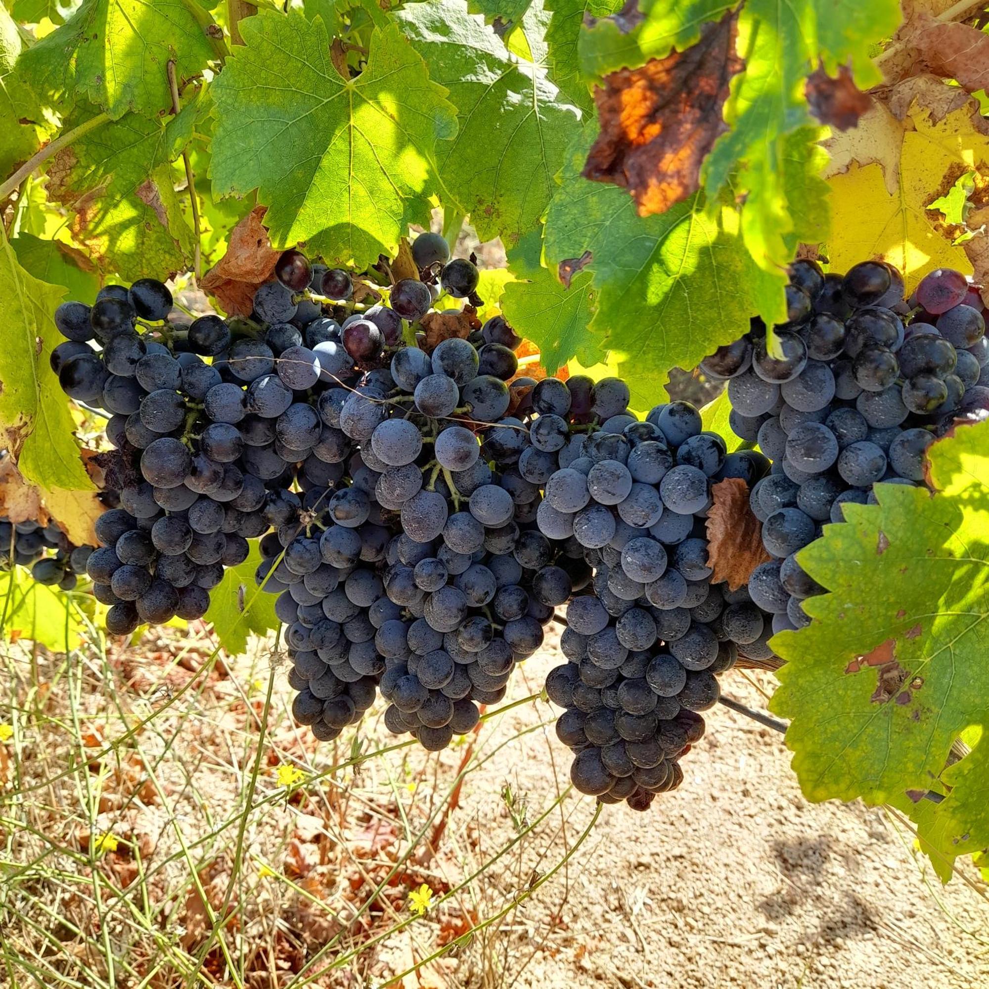 Agriturismo Palas De Serra Country Resort Onifai エクステリア 写真